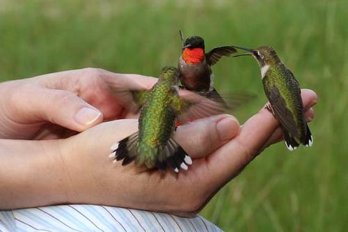 tattoos of hummingbirds and flowers. williamhummingbird tattoo